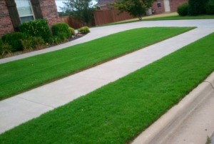 lawn repair and sod installation
