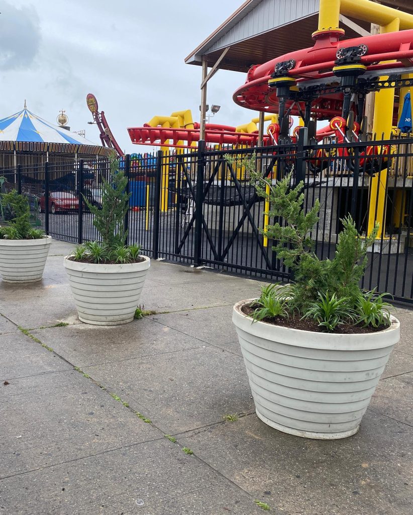 lawngreen-planters at coney island
